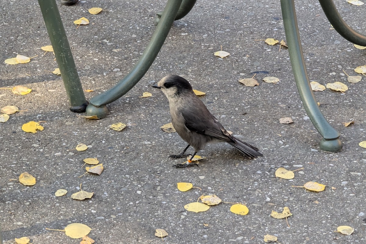 Canada Jay - ML623445545