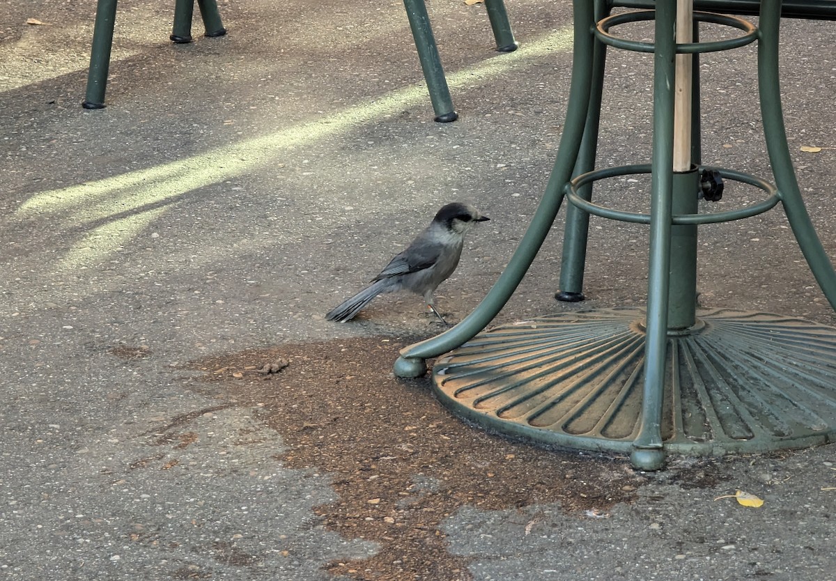 Canada Jay - ML623445546