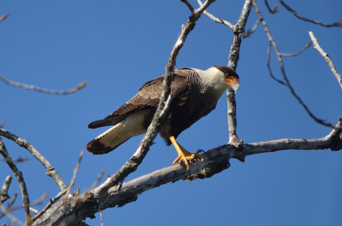 Crested Caracara - ML623445554