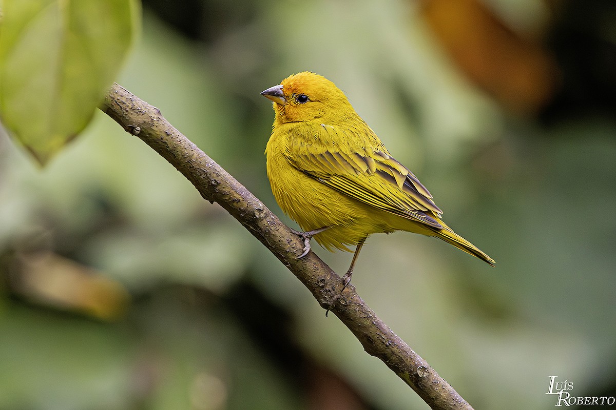 Saffron Finch - Luis Roberto da Silva