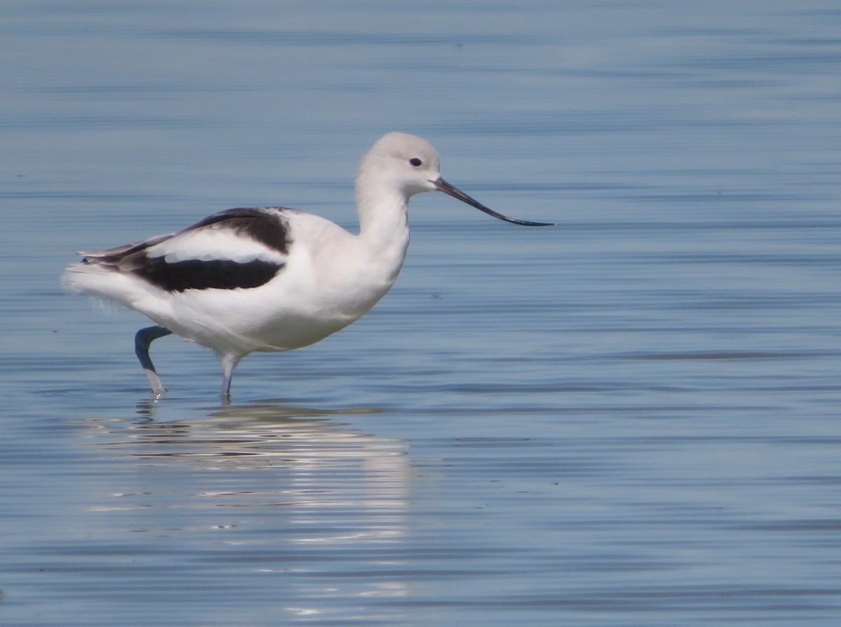 American Avocet - Aidan Sinha