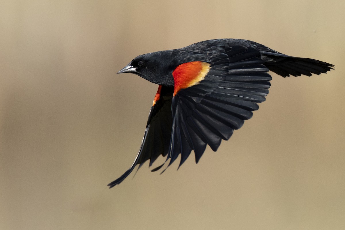 Red-winged Blackbird (Red-winged) - ML623445612