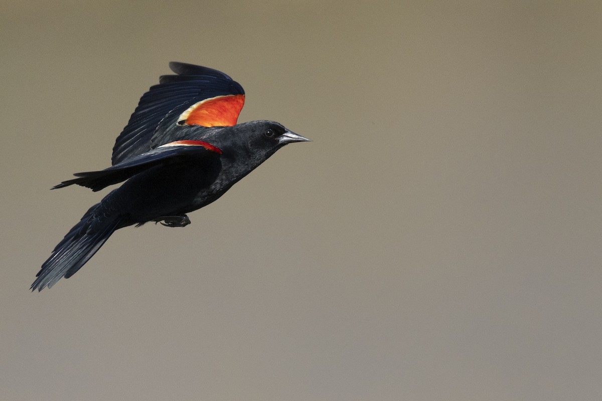 Red-winged Blackbird (Red-winged) - Michael Stubblefield