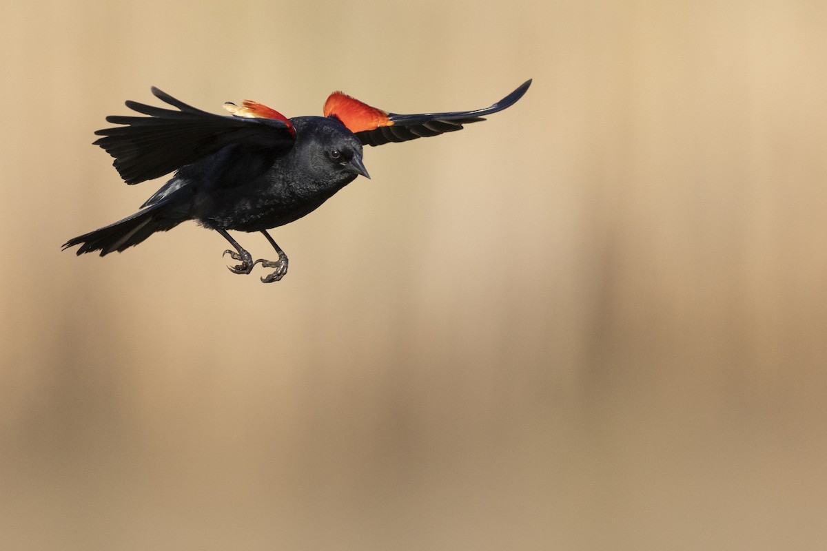 Red-winged Blackbird (Red-winged) - Michael Stubblefield