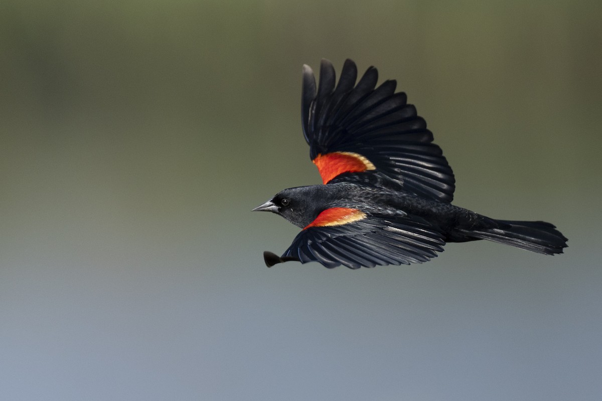 Red-winged Blackbird (Red-winged) - ML623445615