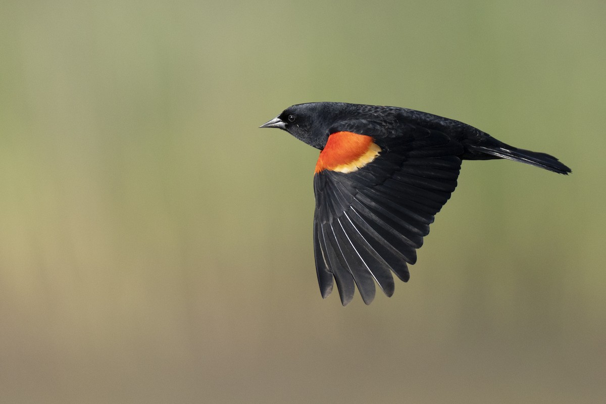 Red-winged Blackbird (Red-winged) - ML623445616