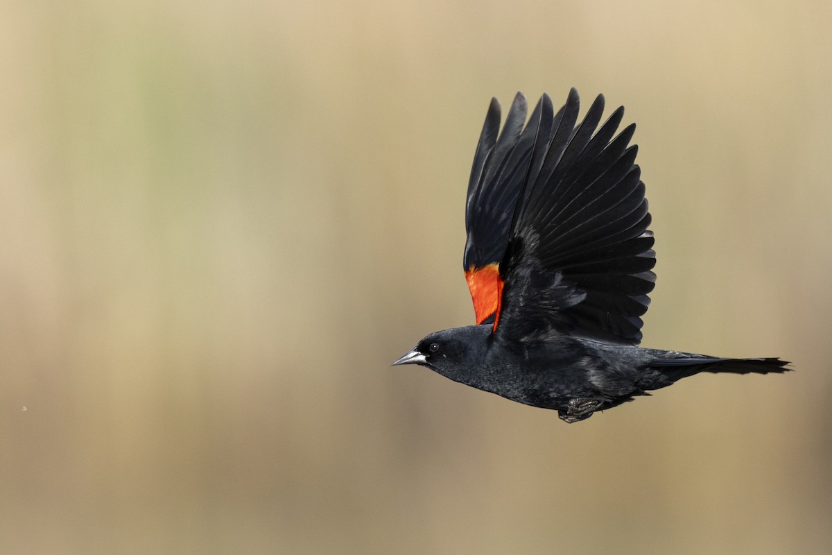 Red-winged Blackbird (Red-winged) - ML623445617