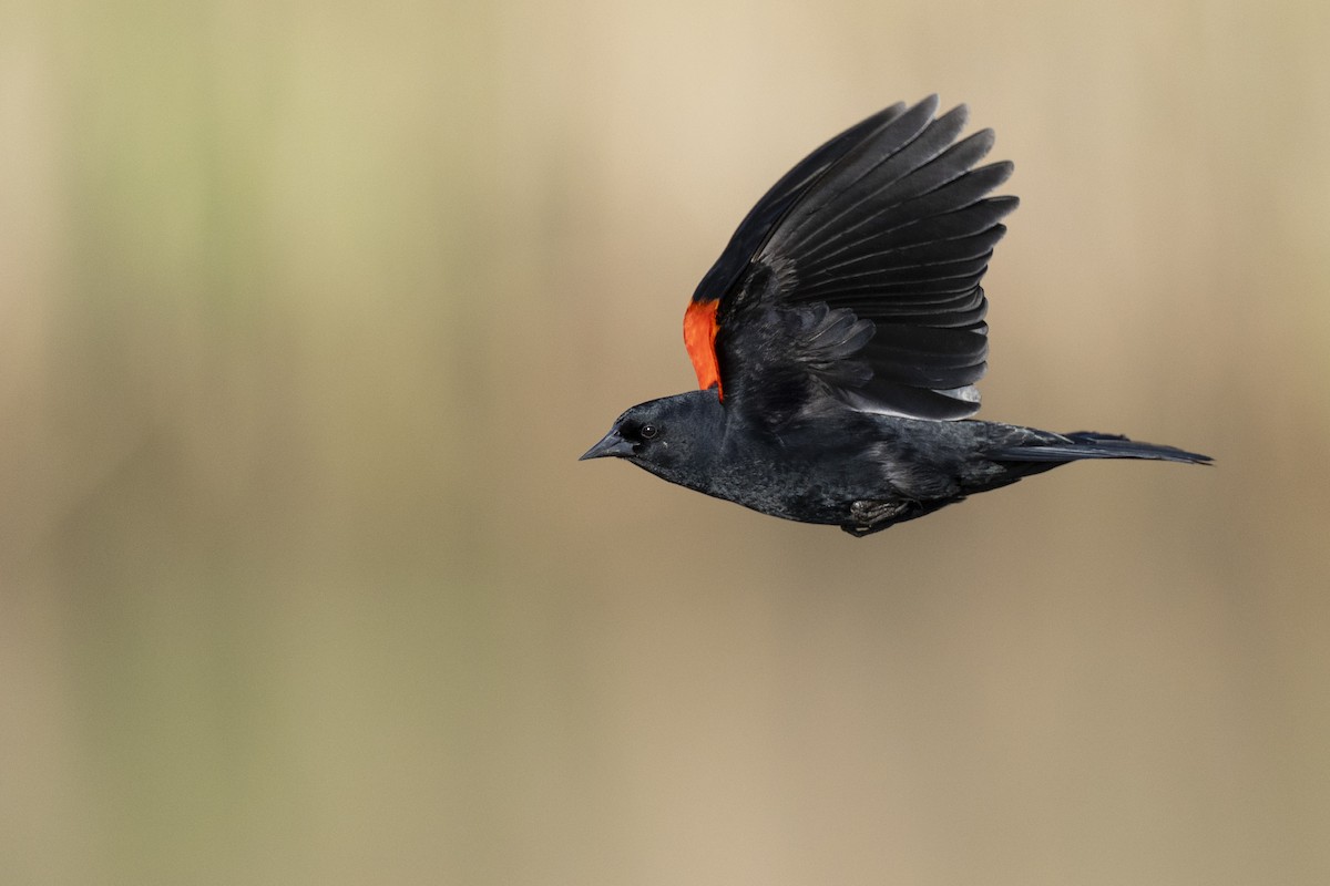 Red-winged Blackbird (Red-winged) - ML623445618