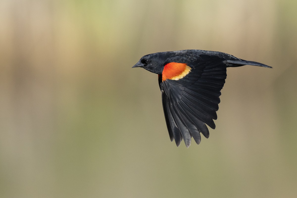 Red-winged Blackbird (Red-winged) - ML623445619