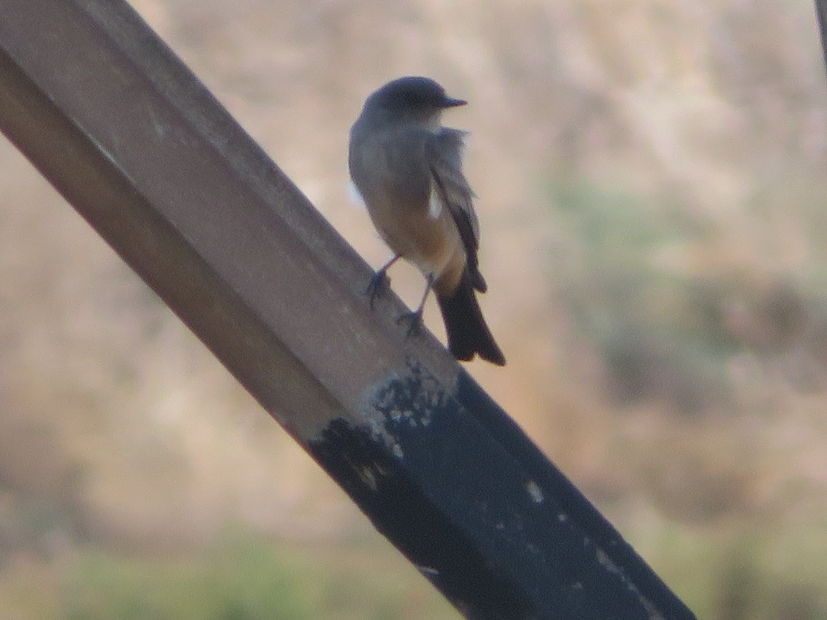 Say's Phoebe - ML623445650