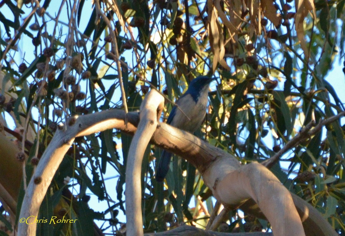 Island Scrub-Jay - ML623445651