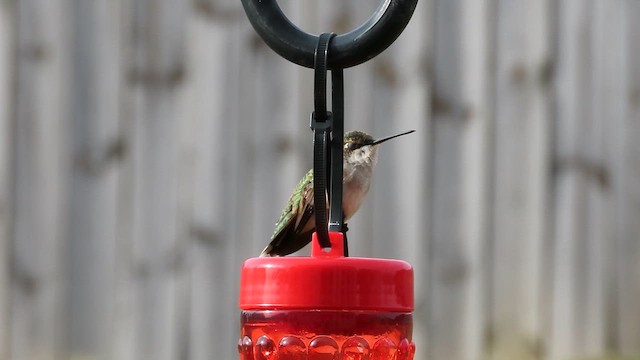 Ruby-throated Hummingbird - ML623445653