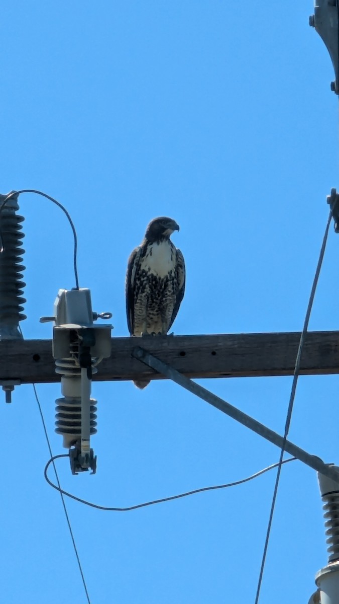 Red-tailed Hawk - ML623445670