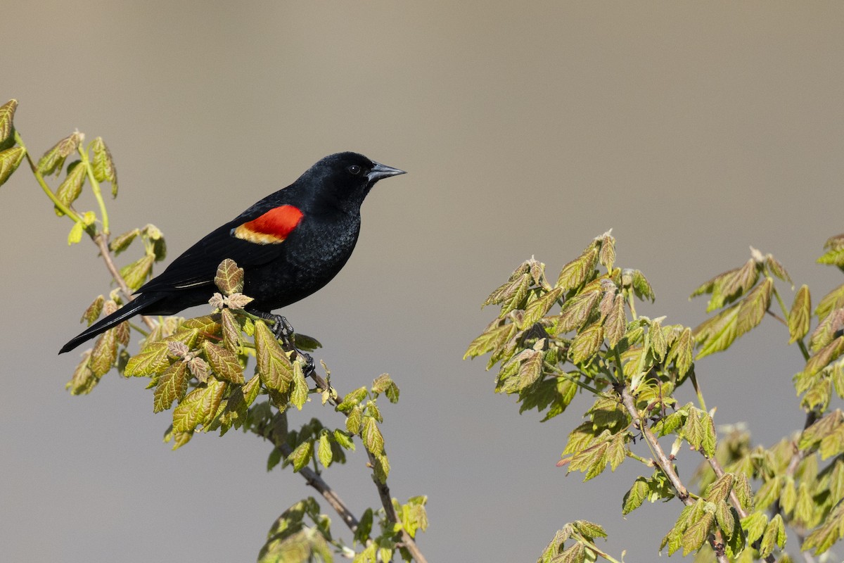 Red-winged Blackbird (Red-winged) - ML623445683