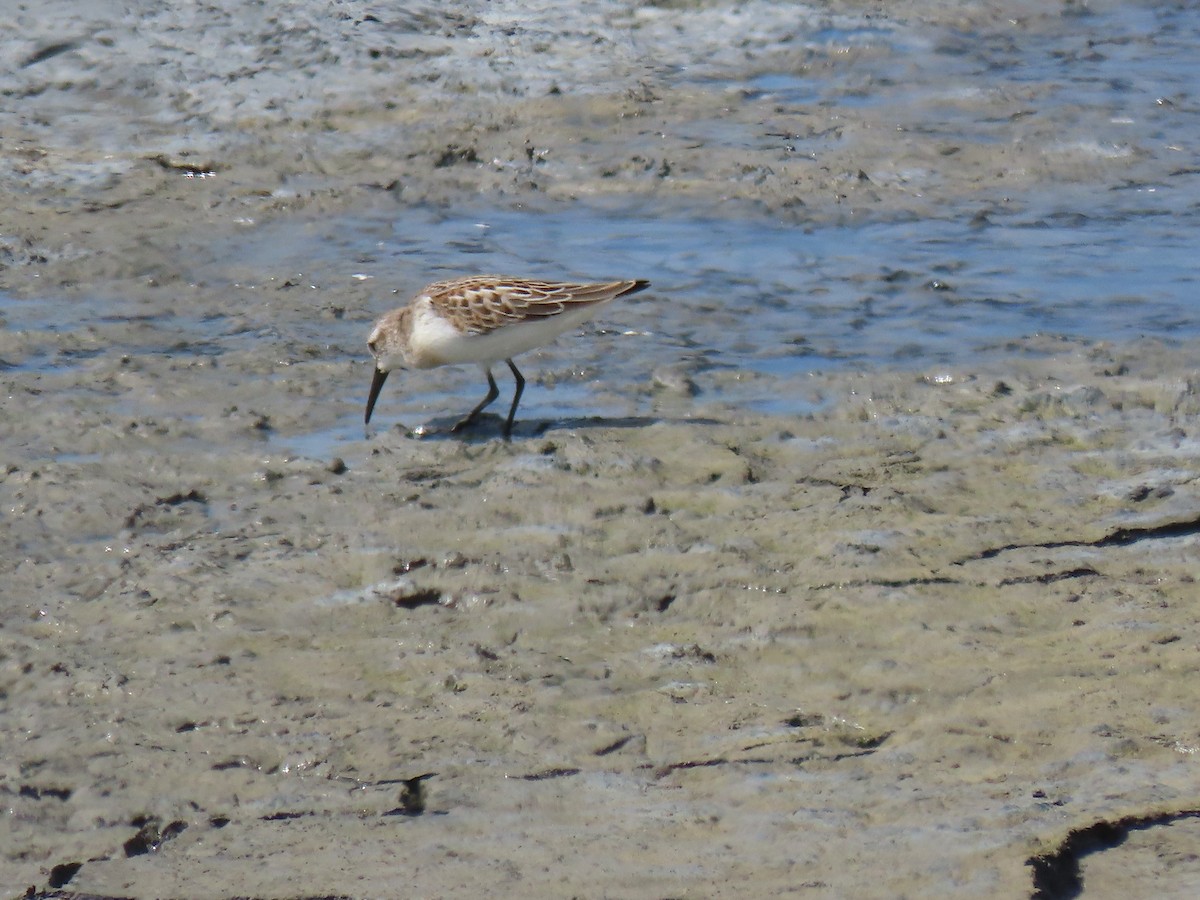 Western Sandpiper - ML623445691