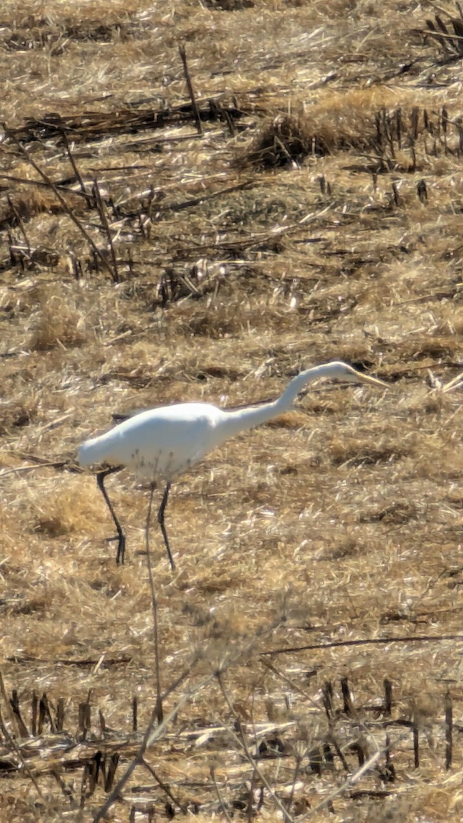 Great Blue Heron - ML623445693