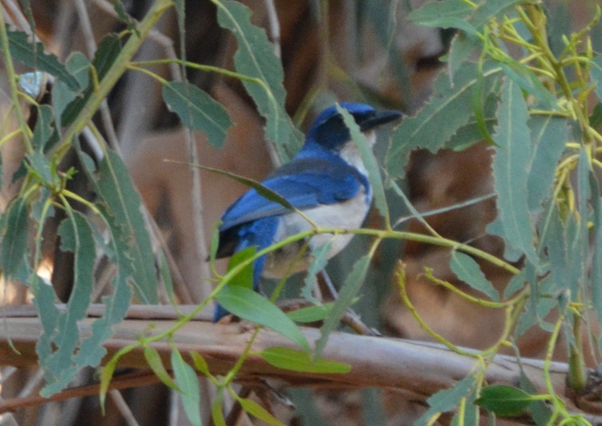 Island Scrub-Jay - ML623445698