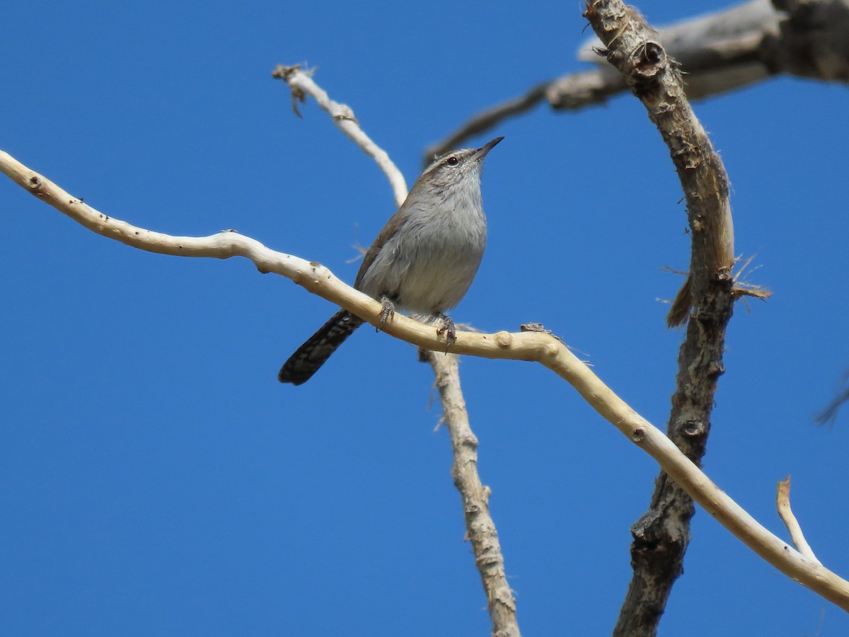 Bewick's Wren - ML623445703