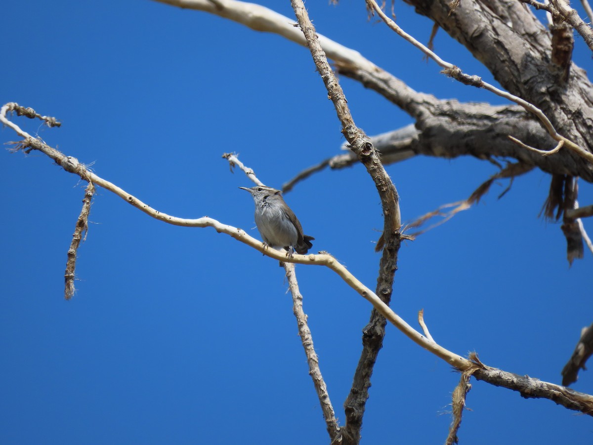 Bewick's Wren - ML623445707