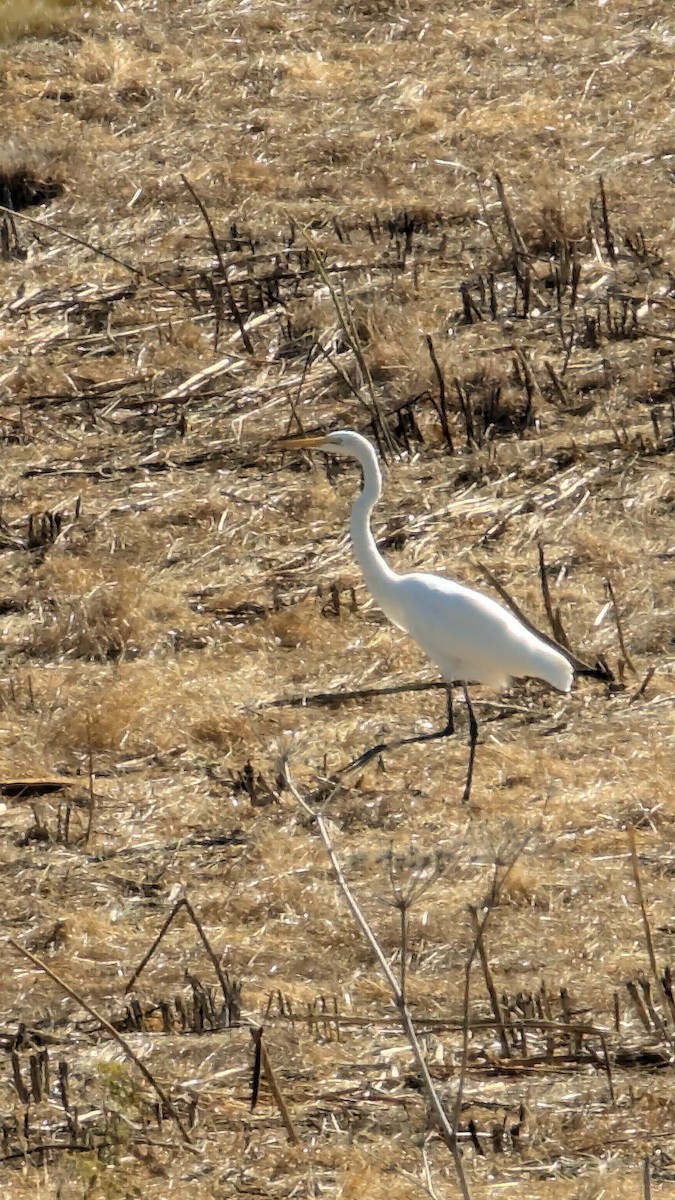 Great Blue Heron - ML623445708