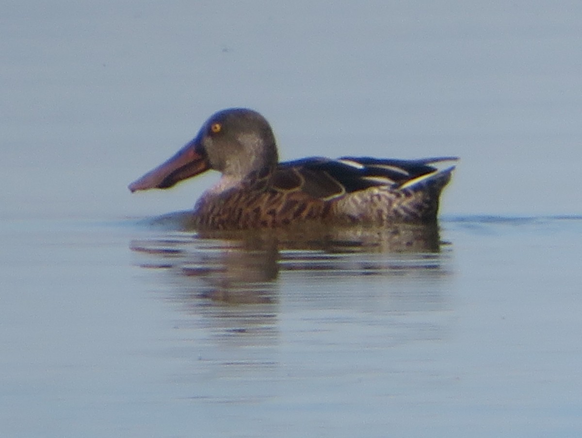 Northern Shoveler - ML623445755