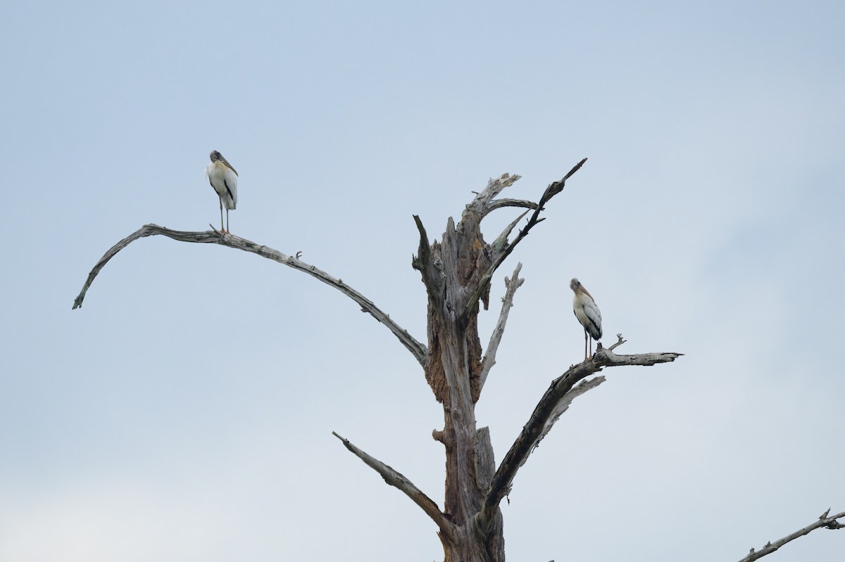 Wood Stork - ML623445780