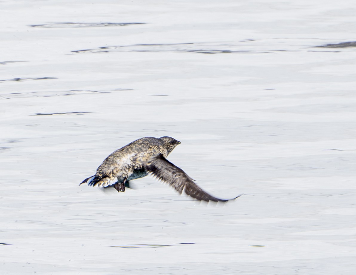 Kittlitz's Murrelet - Douglas "BB" Watson