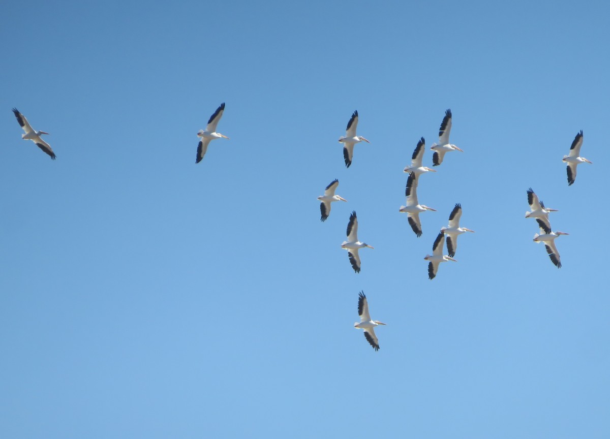 American White Pelican - ML623445841