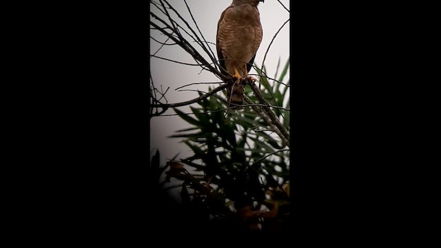 Roadside Hawk - ML623445844