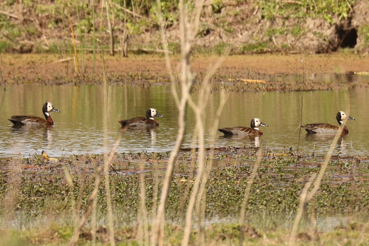 White-faced Whistling-Duck - ML623445857