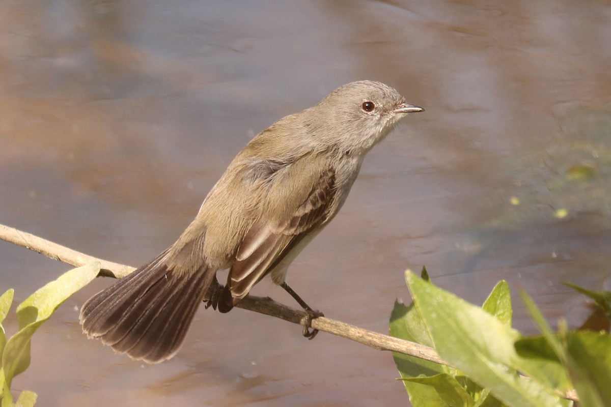 Sooty Tyrannulet - ML623445865