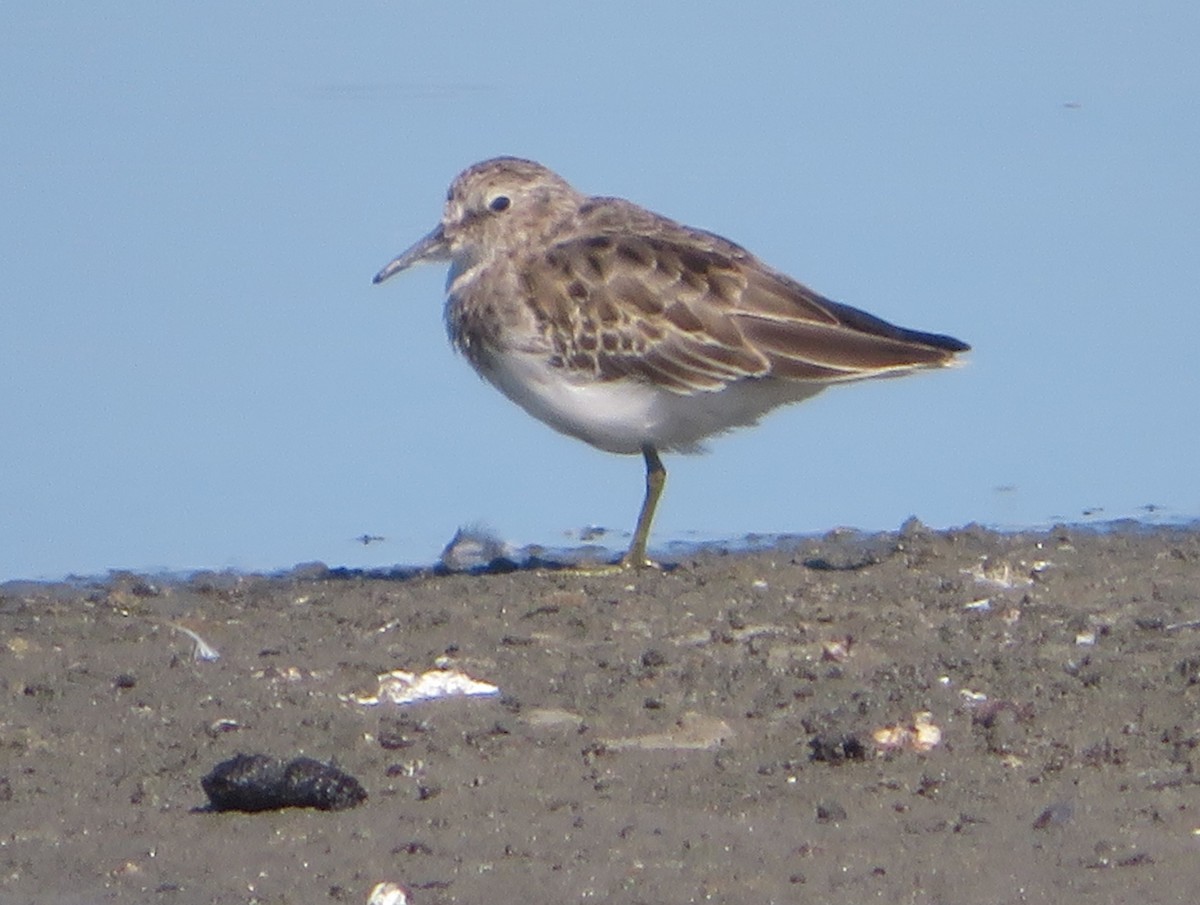 Least Sandpiper - ML623445866