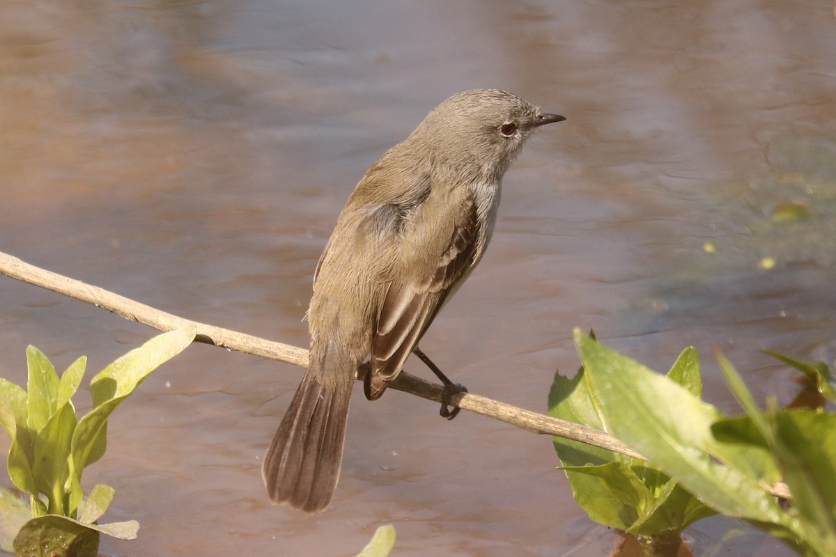 Sooty Tyrannulet - ML623445873
