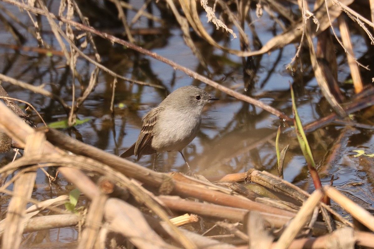 Sooty Tyrannulet - ML623445876