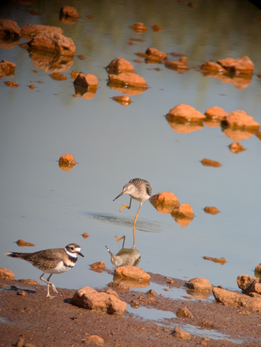 Lesser/Greater Yellowlegs - Reder Daughenbaugh