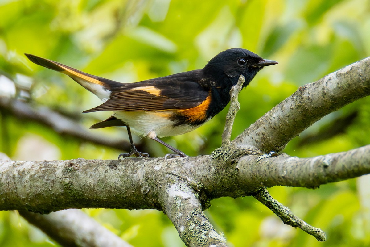 American Redstart - ML623445953