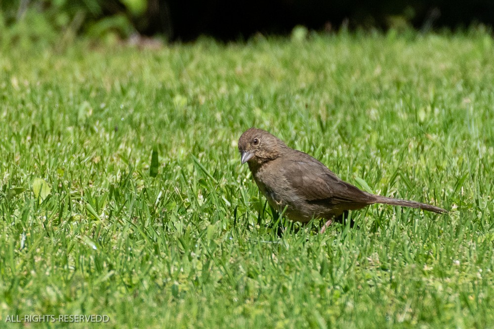 Canyon Towhee - ML623445999