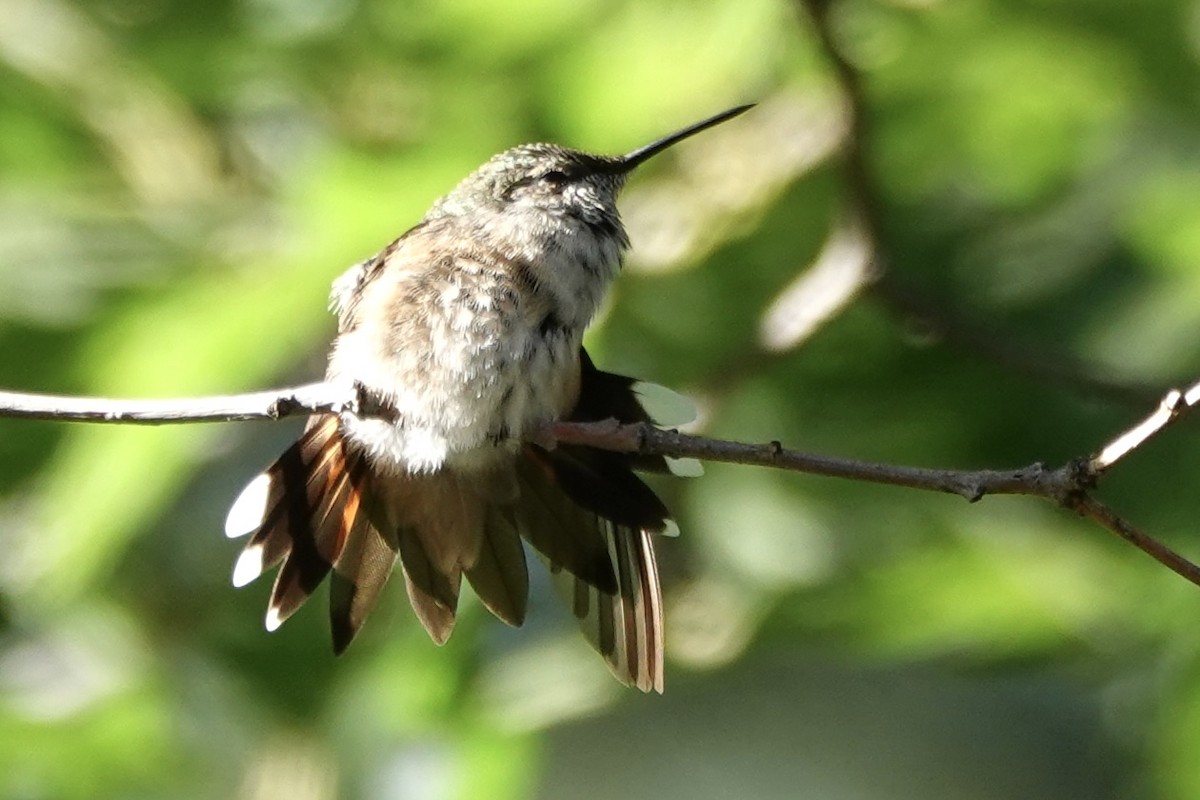 Rufous Hummingbird - ML623446017