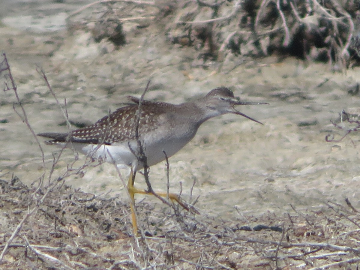 Lesser Yellowlegs - ML623446026