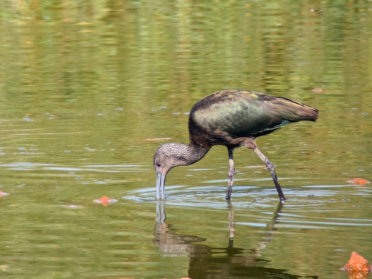 hvitgrimeibis - ML623446029