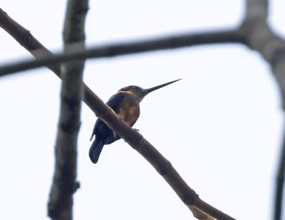 Brown Jacamar - ML623446035