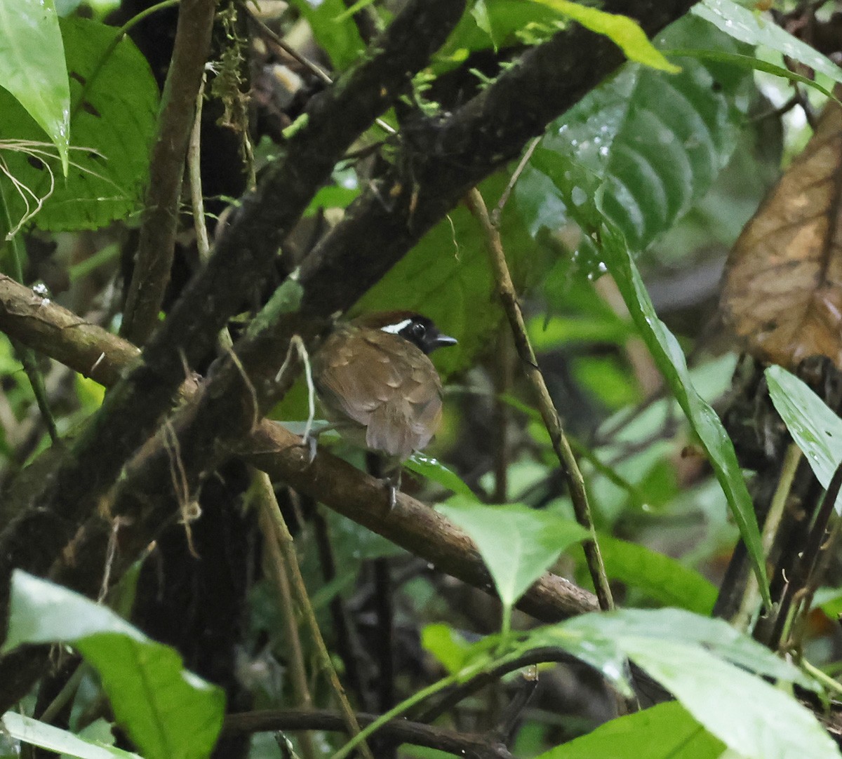Chestnut-belted Gnateater - ML623446039
