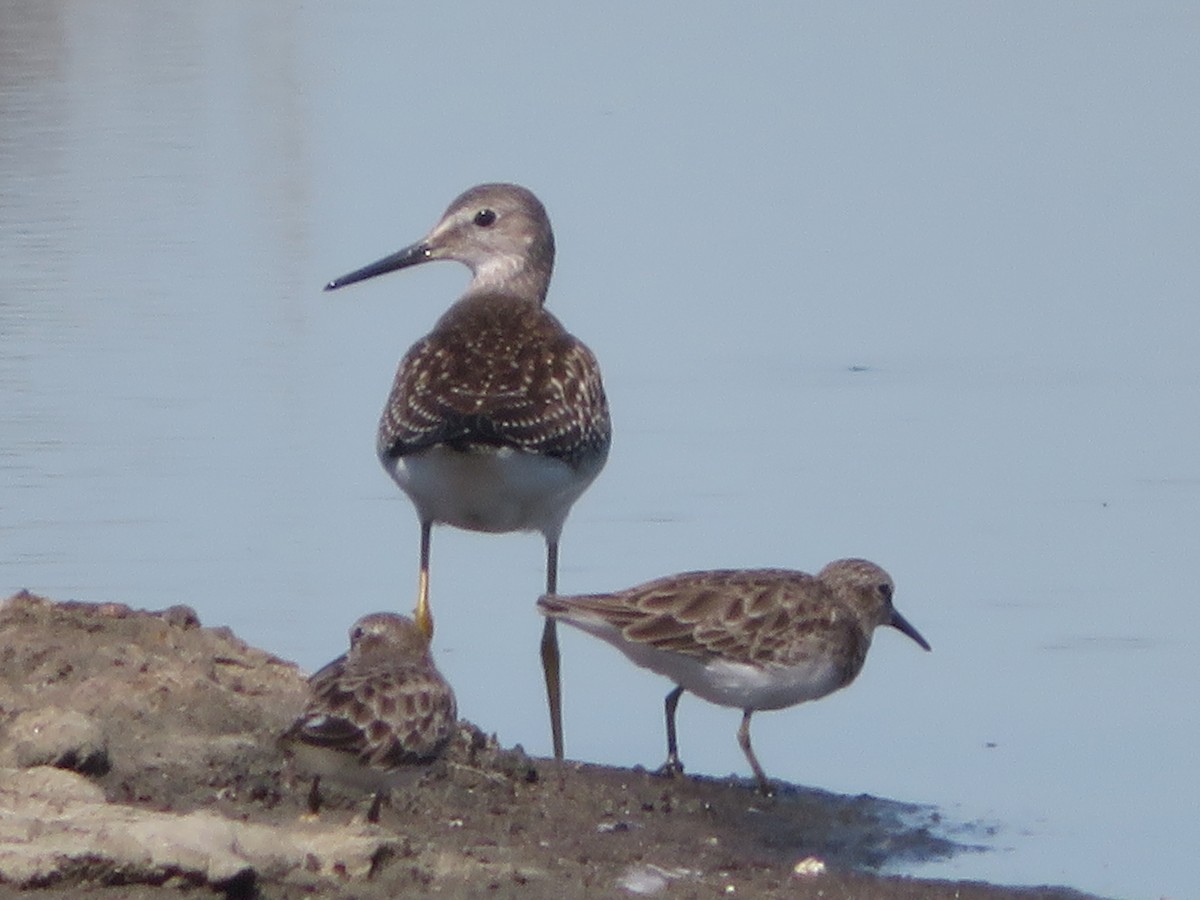 Lesser Yellowlegs - ML623446140