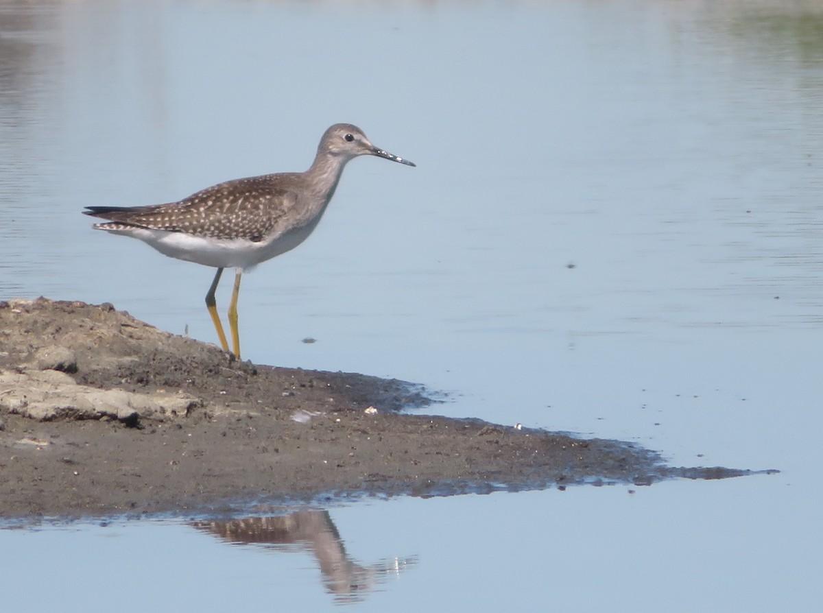 Lesser Yellowlegs - ML623446170