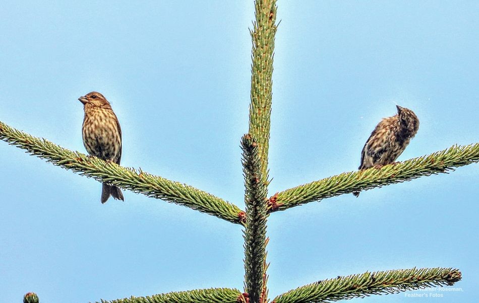 Purple Finch - ML623446304