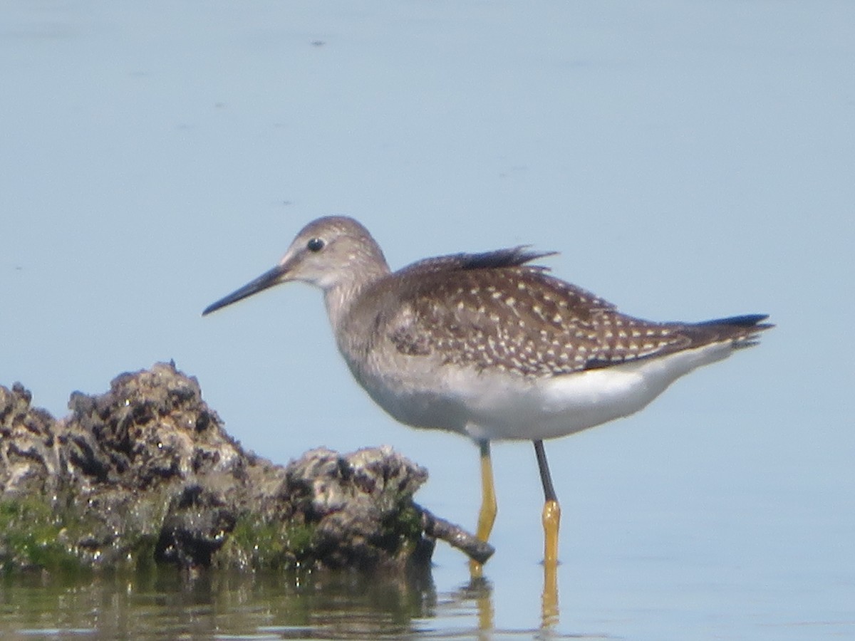 Lesser Yellowlegs - ML623446312