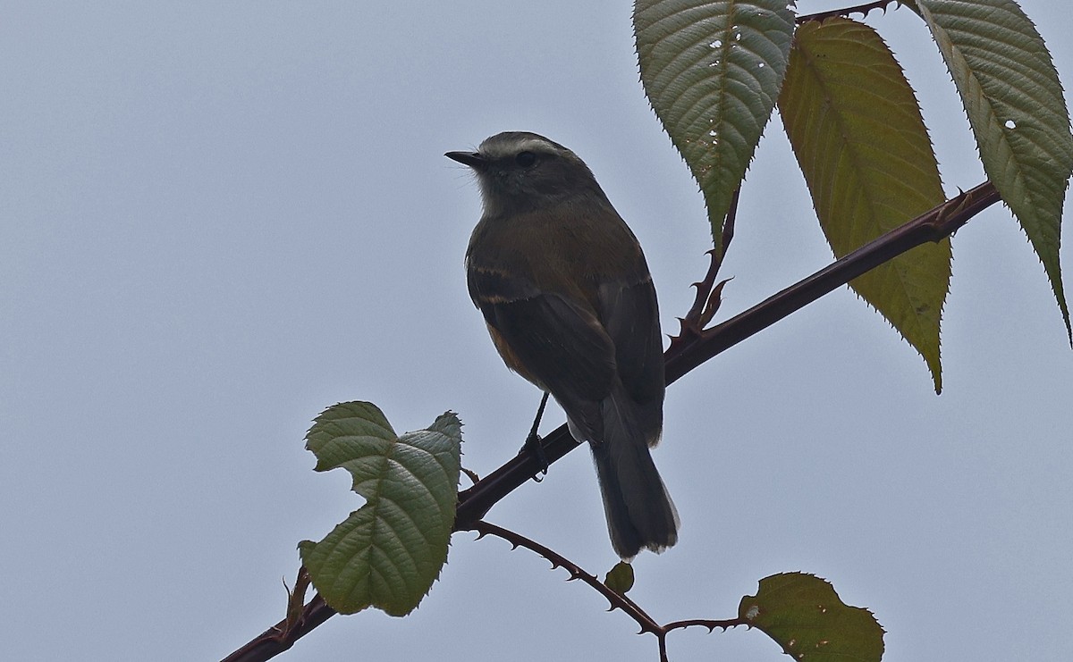 Rufous-breasted Chat-Tyrant - ML623446351