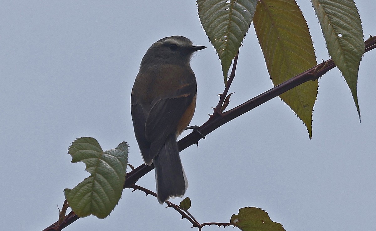 Rufous-breasted Chat-Tyrant - ML623446365