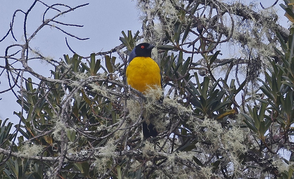 Hooded Mountain Tanager - ML623446410