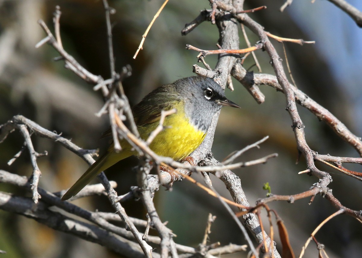 MacGillivray's Warbler - ML623446411